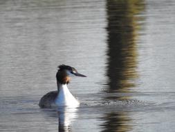 wild duck in a voyeur