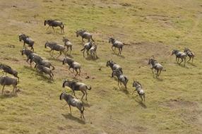 wild animals in the meadow
