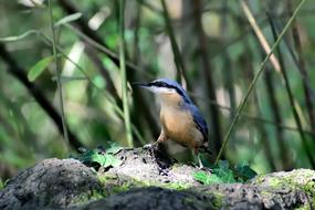 wild little bird in the grass
