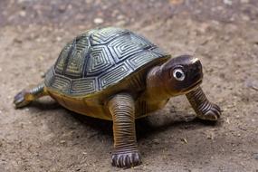 little turtle in the ground