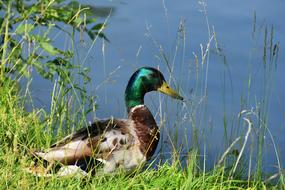 cute duck by the lake view