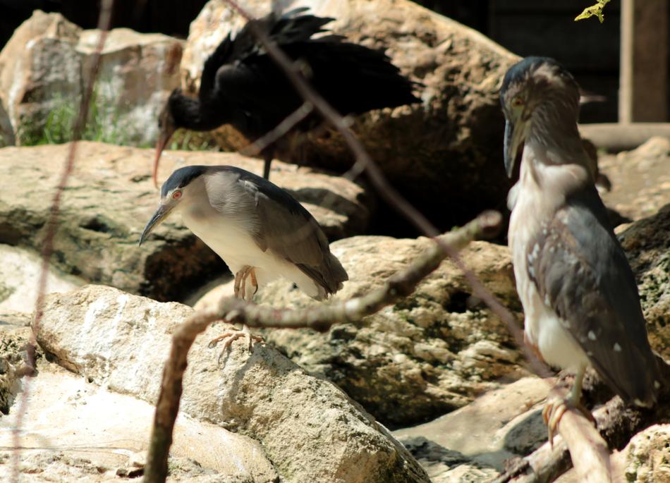 birds exotic rocks
