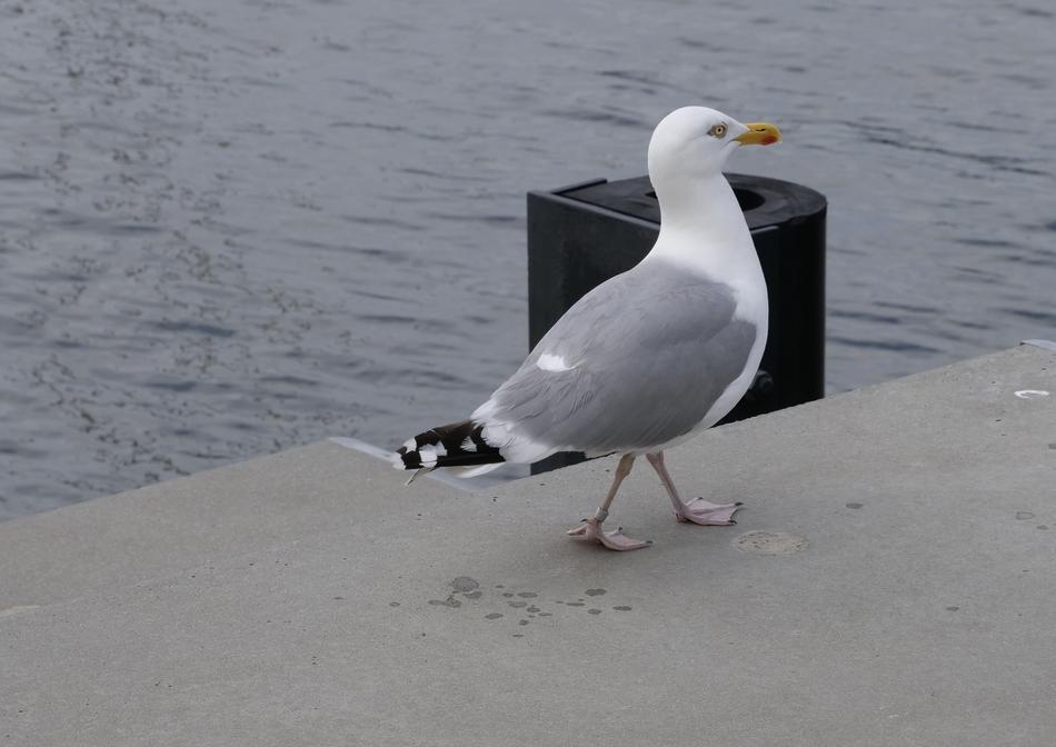 gray-winged gull