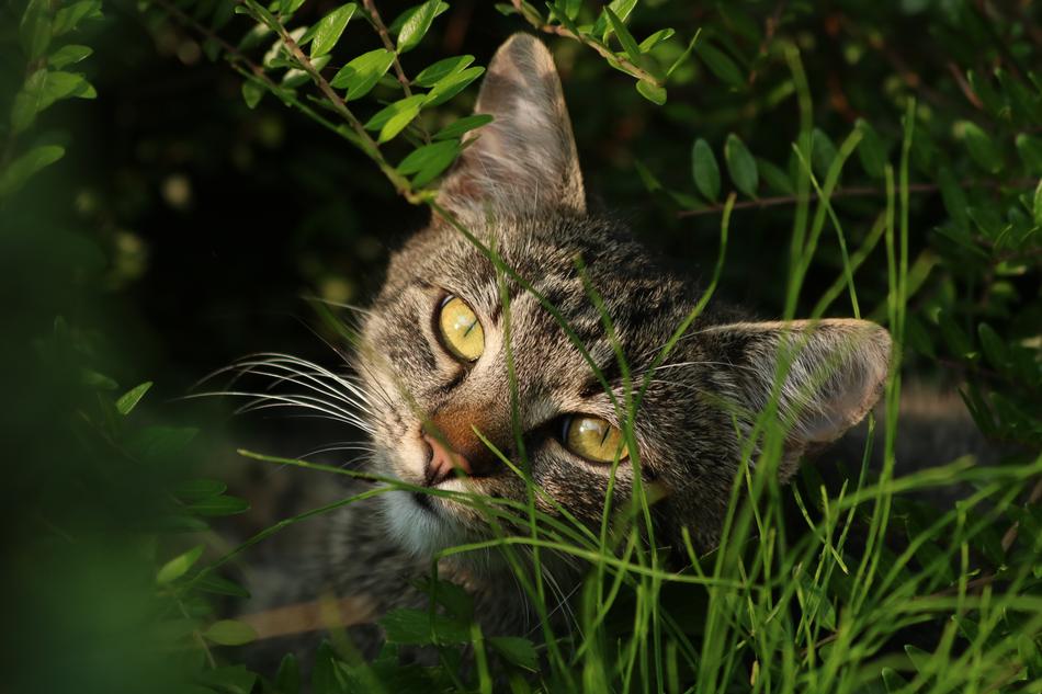 a beautiful cat in the green grass
