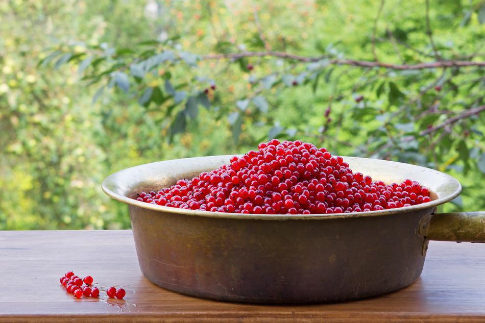 Garden berry crop in a plate