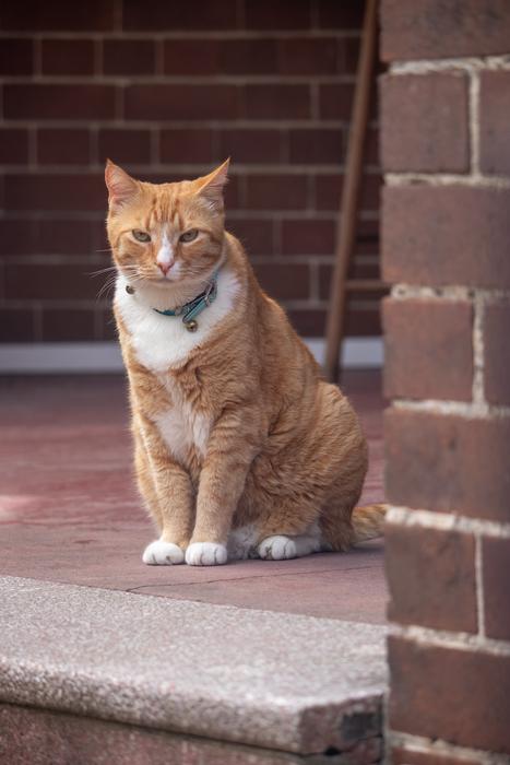 angry cat in a collar