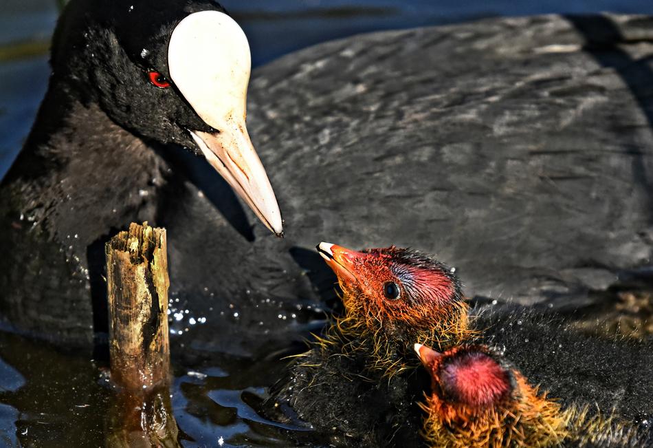 birds water unusual