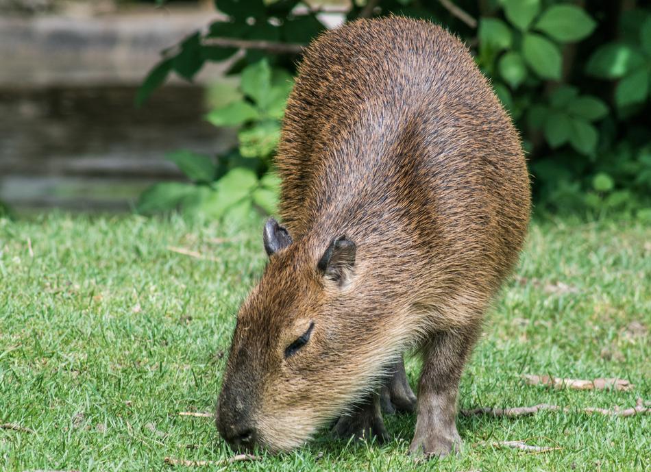 domestic capybara