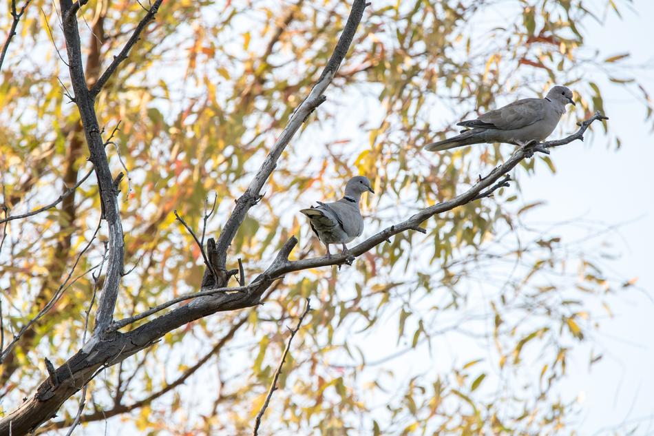 leaves fall tree birds
