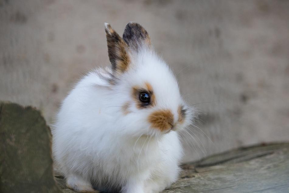 pet miniature rabbit