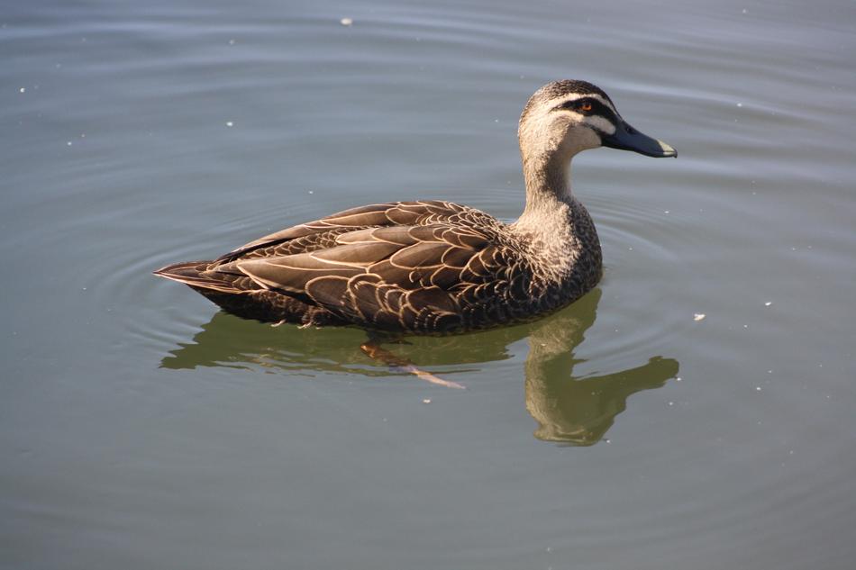 big duck in the water