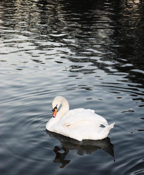 a beautiful swan in a deep lake