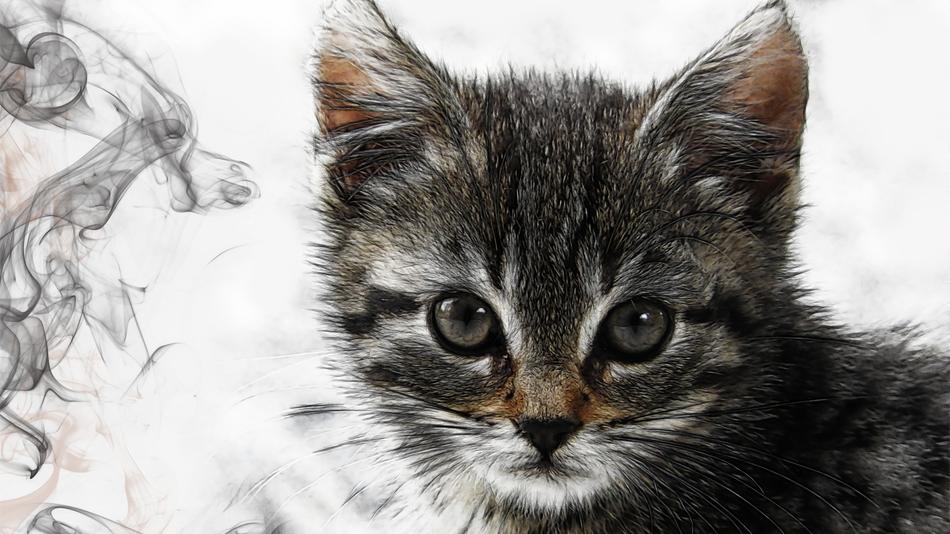 kitten with cute eyes