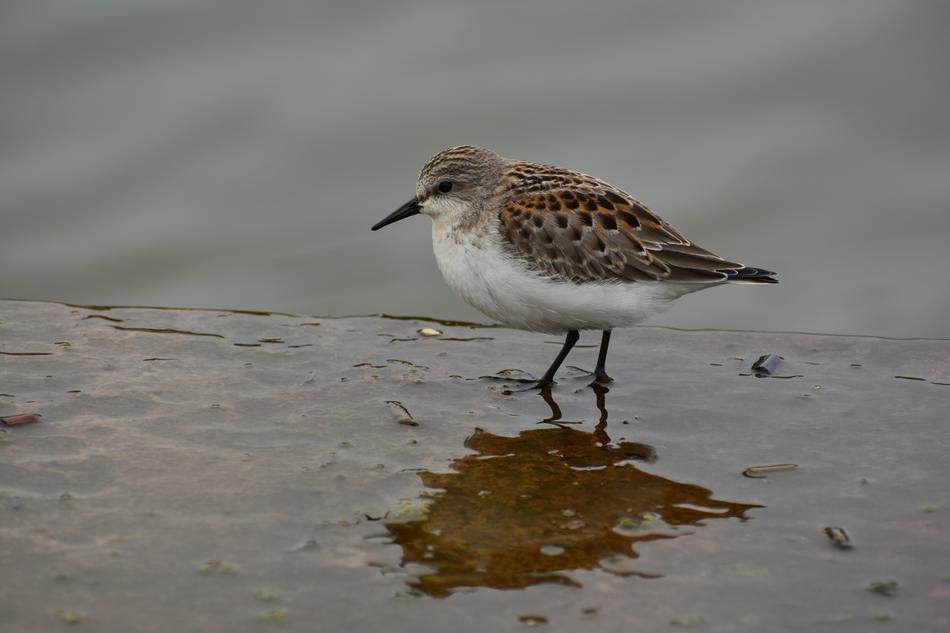bird with thin legs