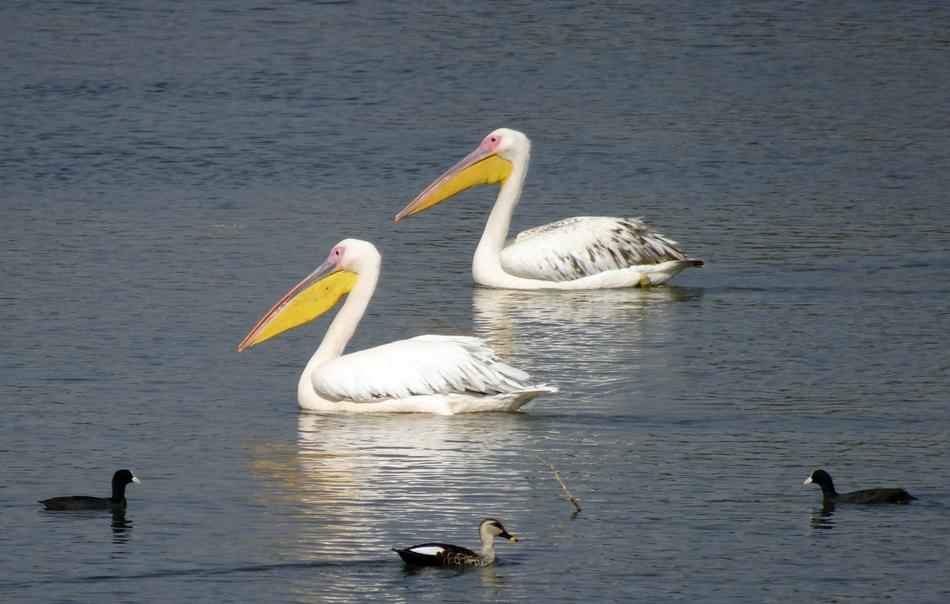 pelicans ducks water animals
