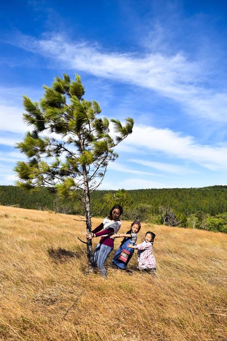 joy family tree