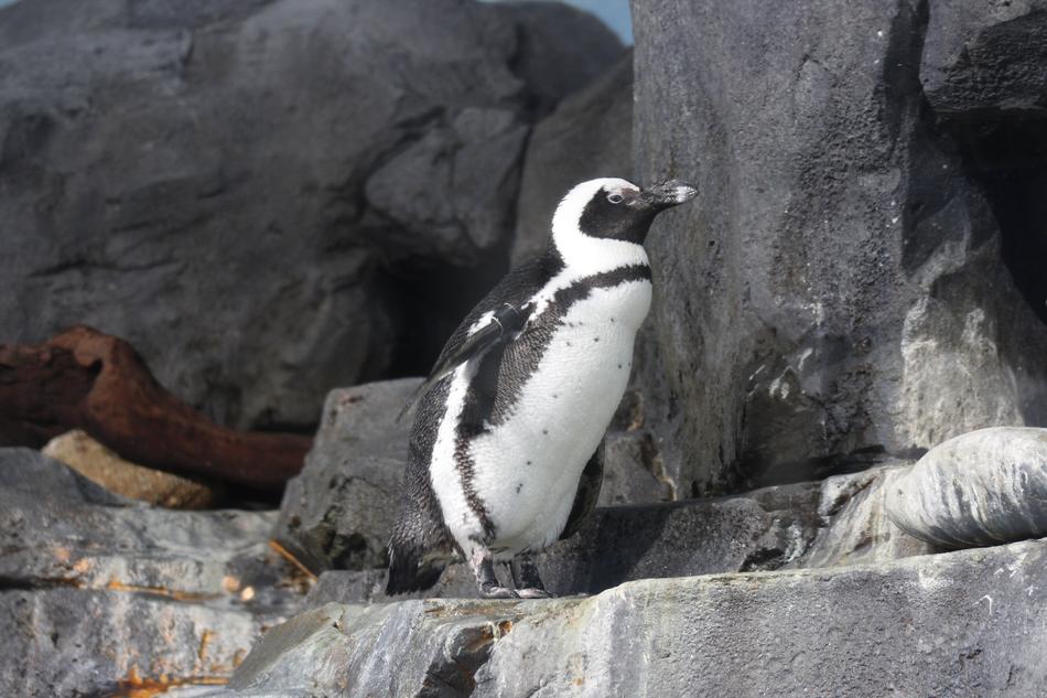 penguin rocks the zoo