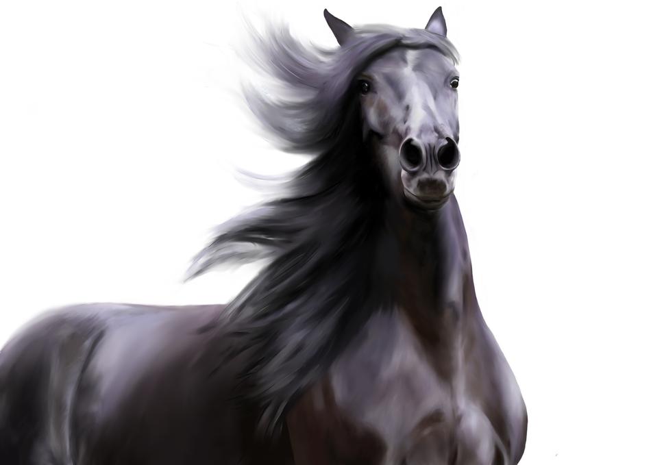 black horse with a big mane