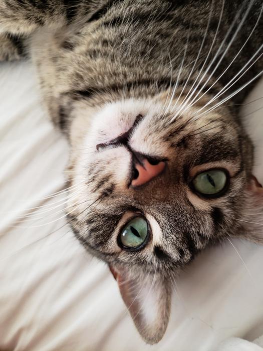 a beautiful cat with green eyes on the floor