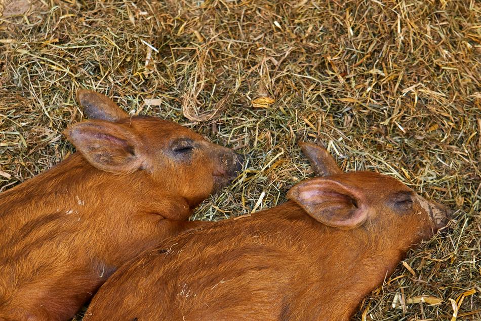 sleeping piglets in the hay