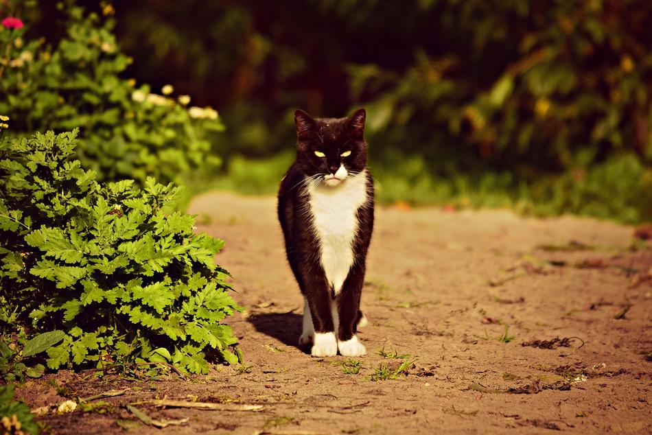 black cat with a white neck view