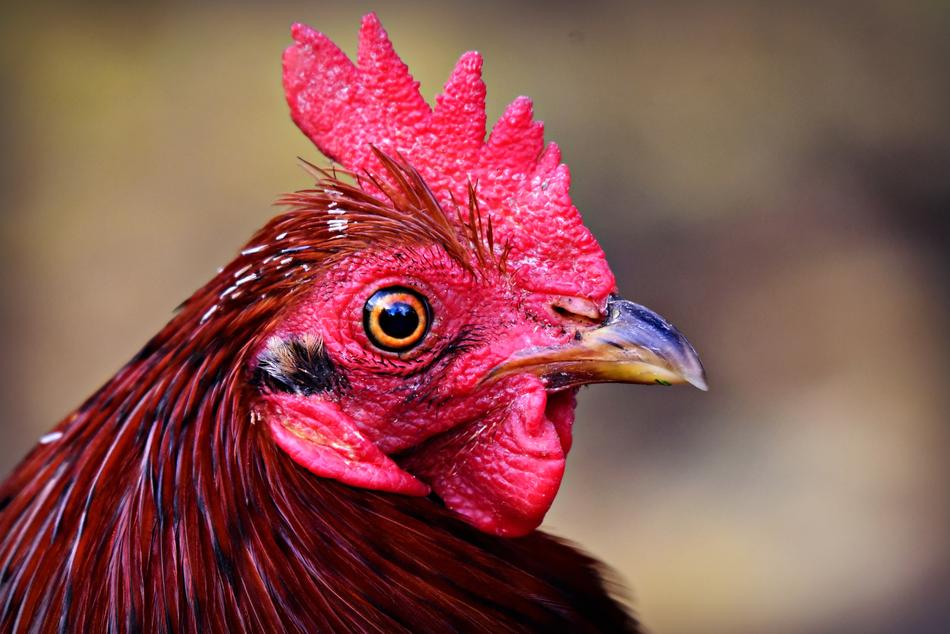 red hen beak