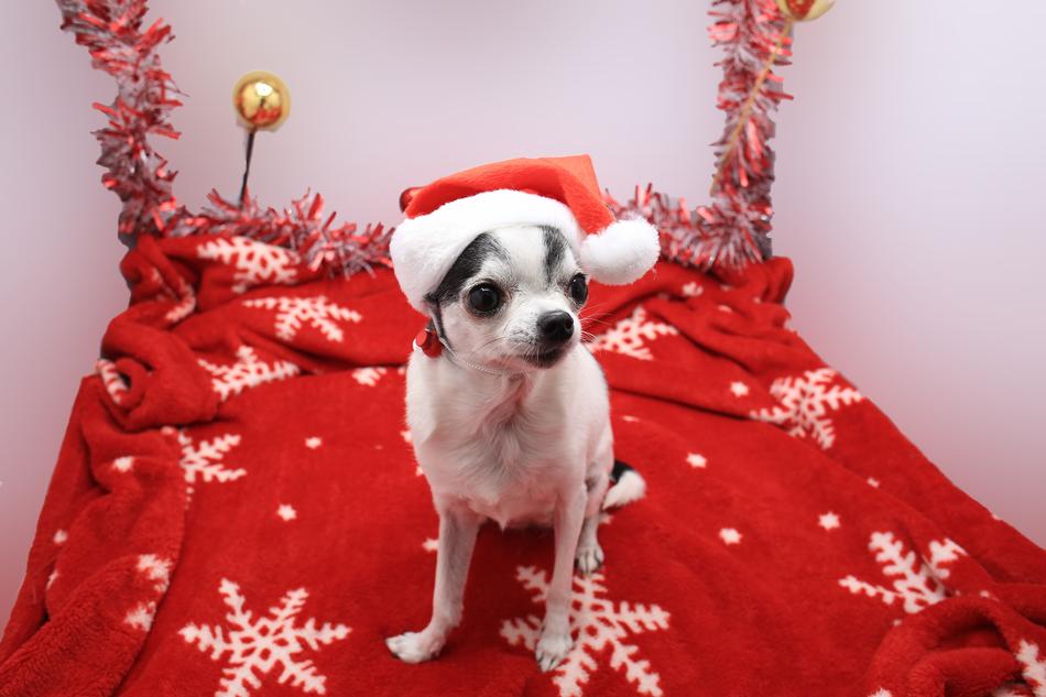red bedding with a small dog
