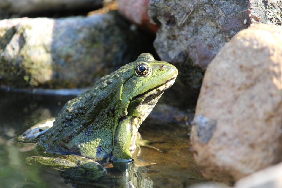 green frog in the rocks