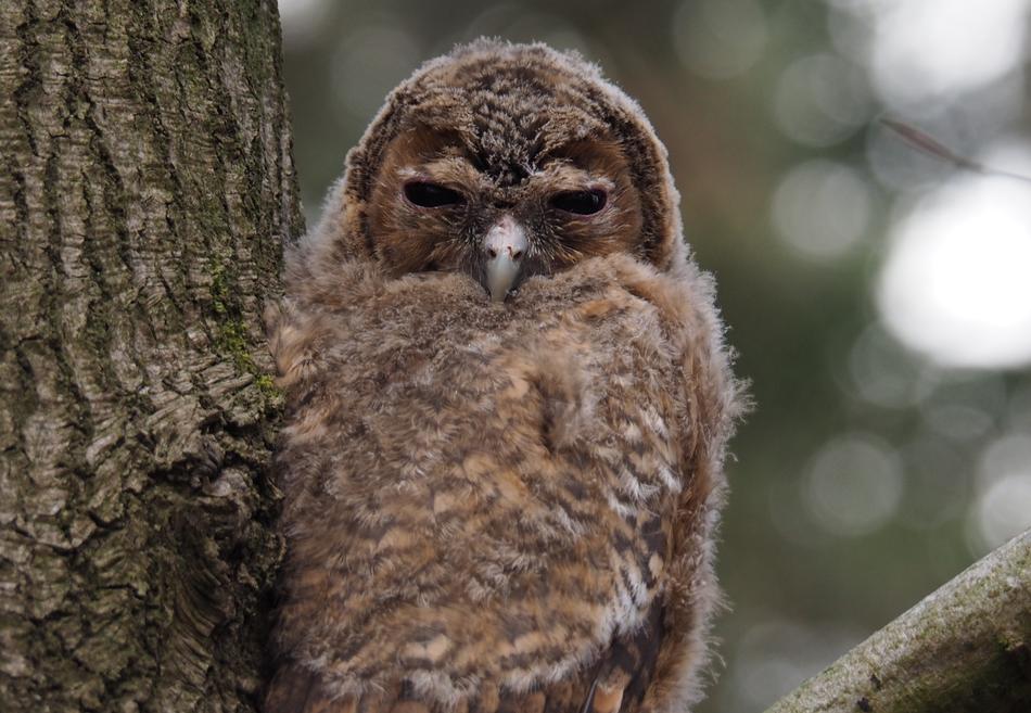 brown owl in a tree
