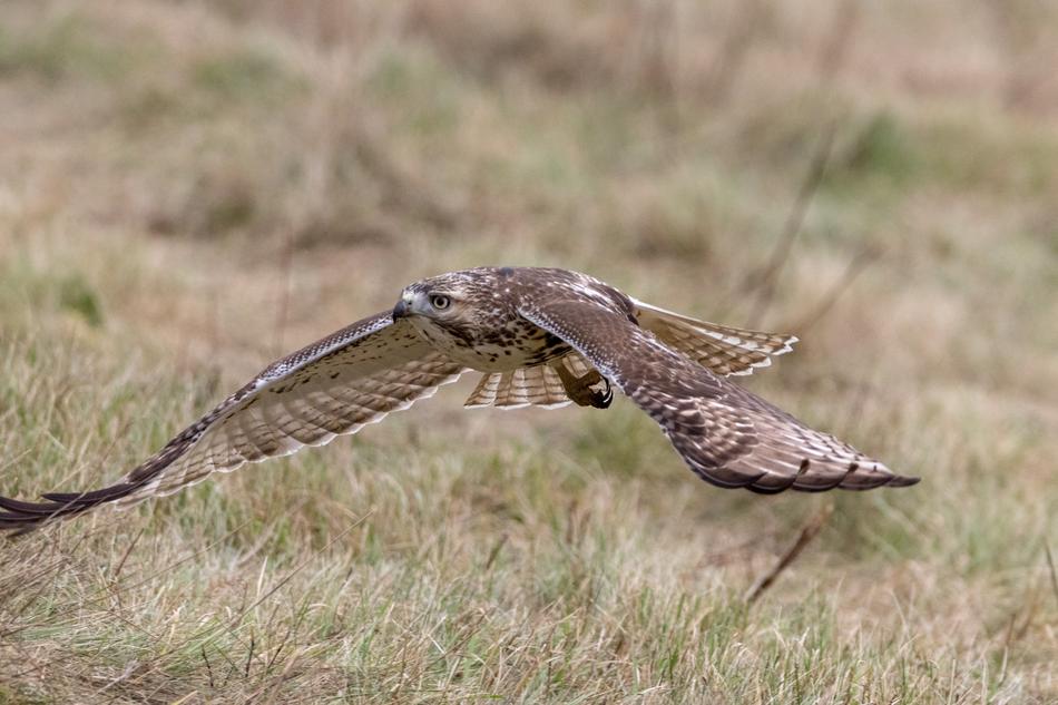 an eagle soars over the field