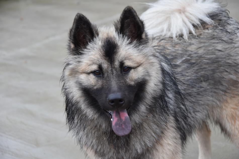 dog fluffy tongue blue