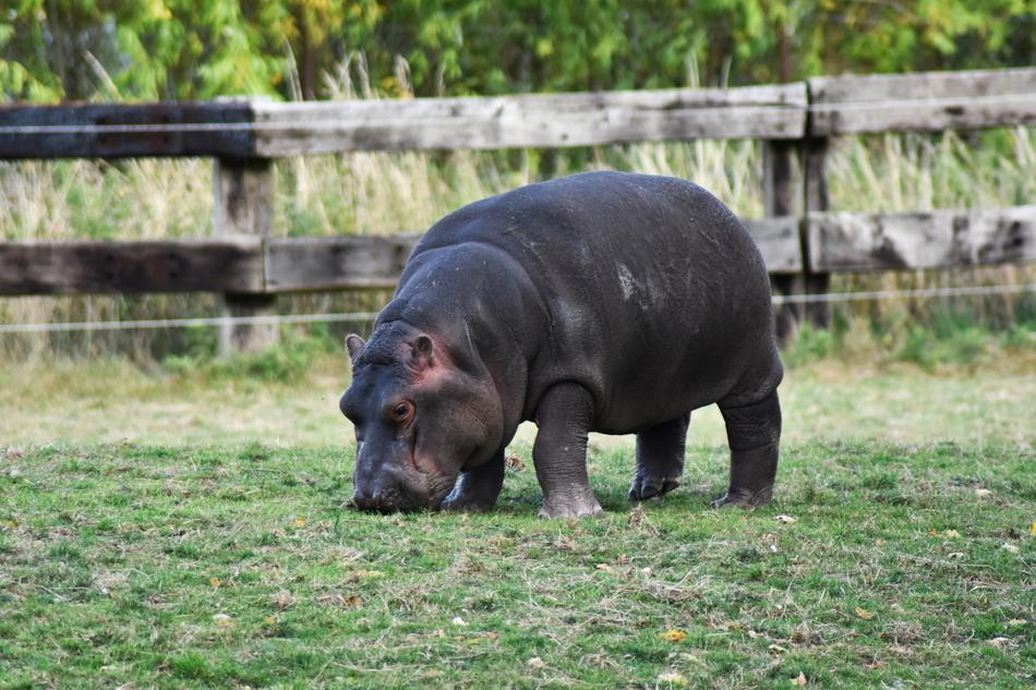black hippopotamus by the green grass
