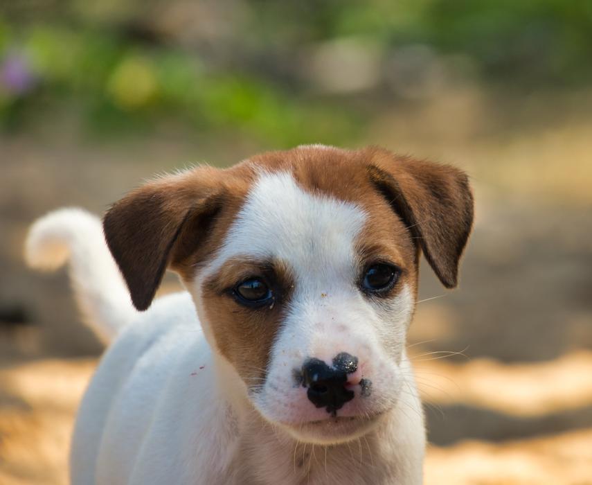 white dog with brown ears