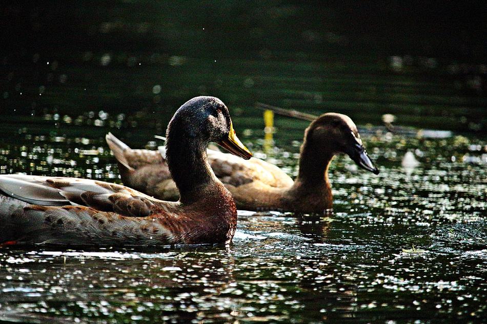 a couple of ducks by the water