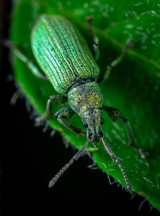 a green beetle on a green leaf in the night