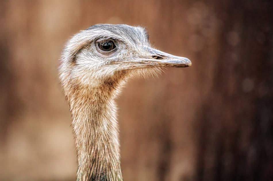 ostrich head is thin