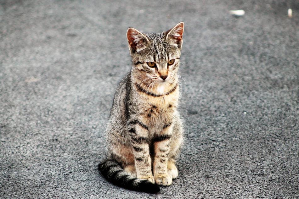 the cat is sitting on the road