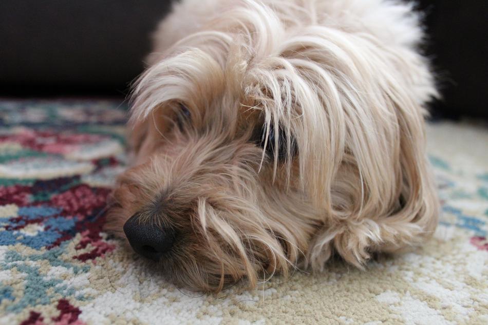 fluffy cute dog with a black nose