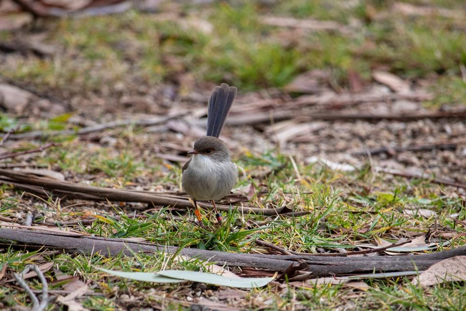 a little bird on a branch in the woods