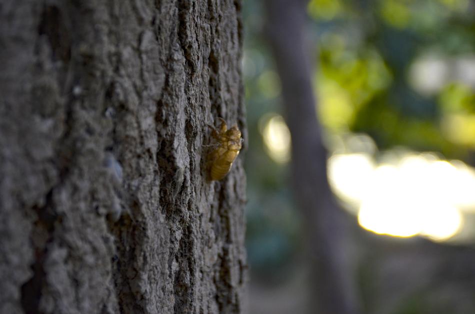 insect on Tree Texture Pattern