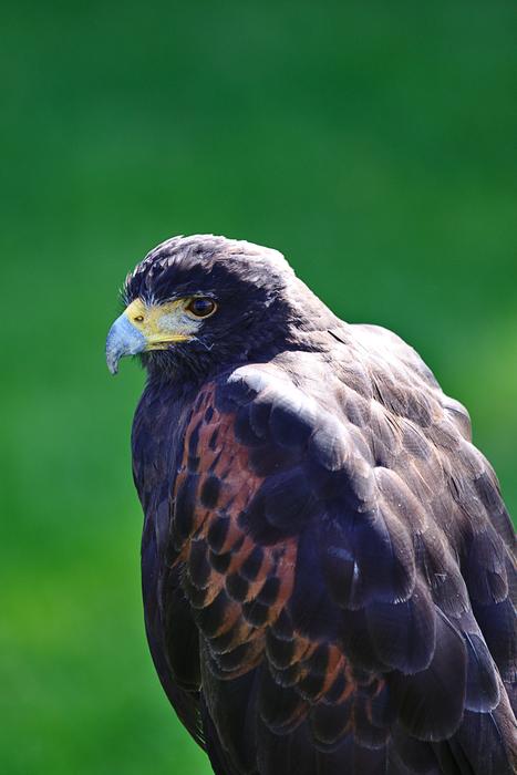 great eagle in the green grass