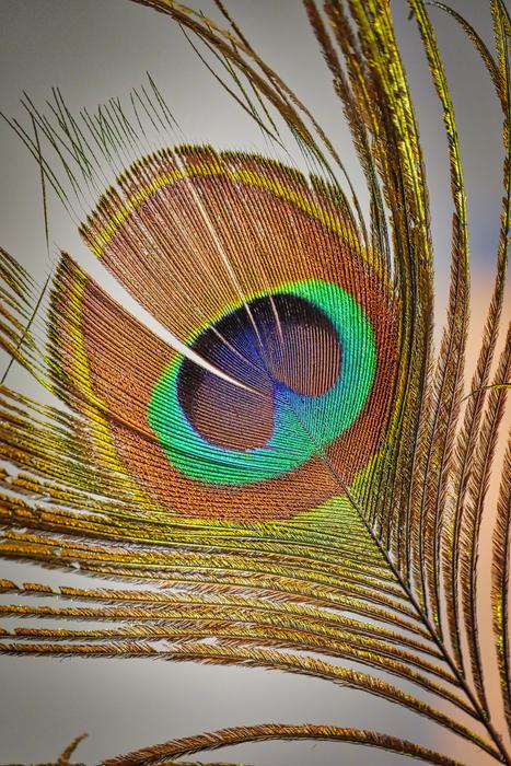 feather and eye view