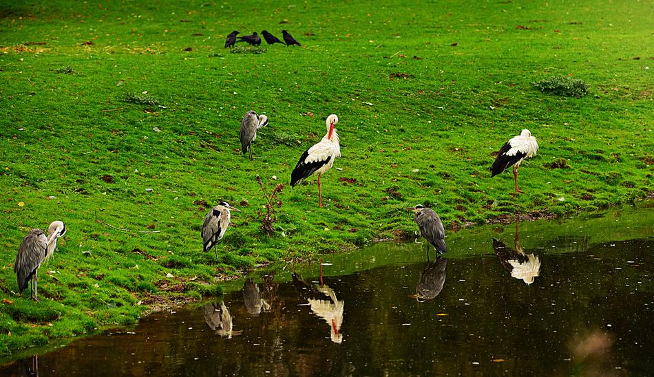 birds flock green grass view