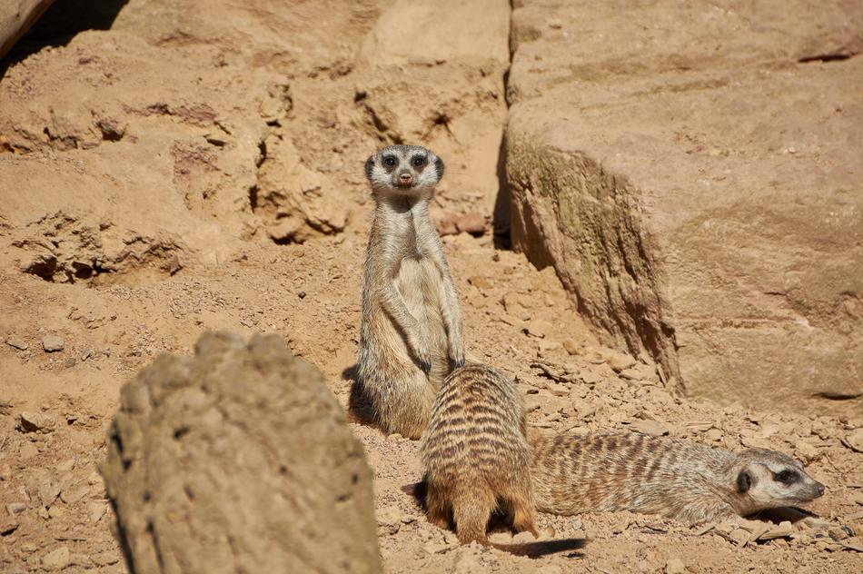 meerkats in the desert