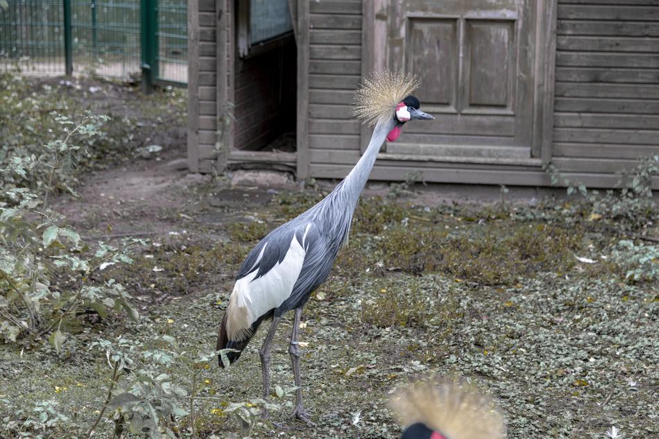 gray bird at the zoo