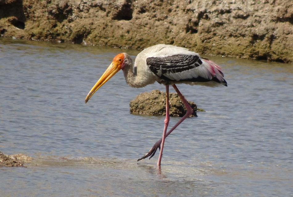 bird with long red legs
