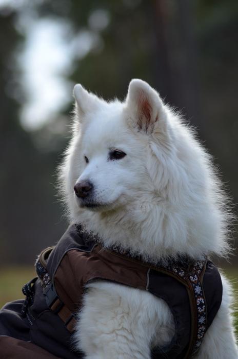 fluffy house dog
