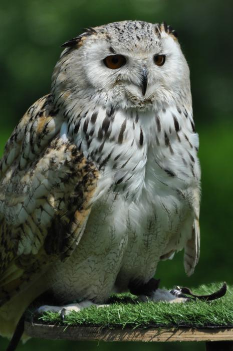 a magnificent owl in a tree