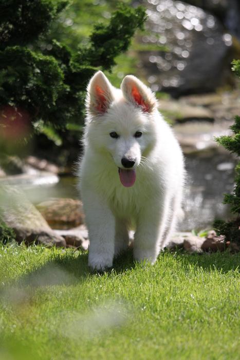 sweet dog in the meadow