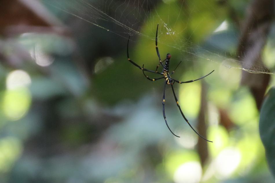 tree spider with long legs